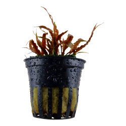 Cryptocoryne Albida 'Brown' in jar - Tropica