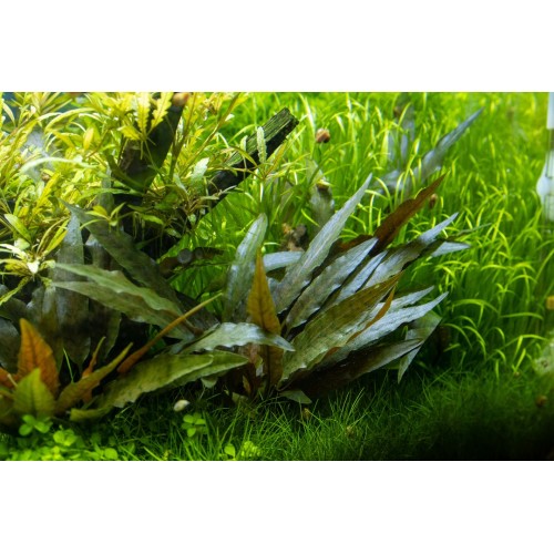 Cryptocoryne beckettii 'Petchii' in vasetto -...
