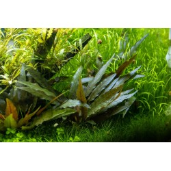 Cryptocoryne beckettii 'Petchii' in pot - Tropica