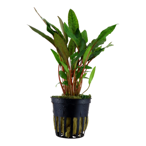 Cryptocoryne Beckettii 'Petchii' in jar - Tropica