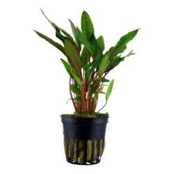 Cryptocoryne Beckettii 'Petchii' in jar - Tropica
