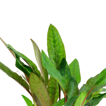 Cryptocoryne Beckettii 'Petchii' à Jar - Tropica 2