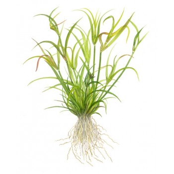 Juncus se repens en coupe - Tropica 2