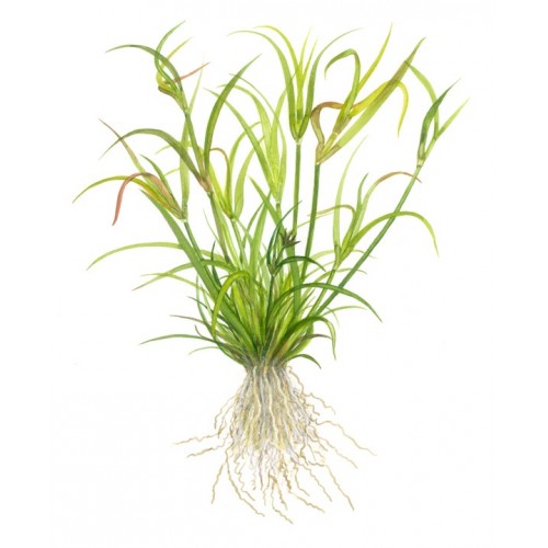 Juncus se repens en coupe - Tropica