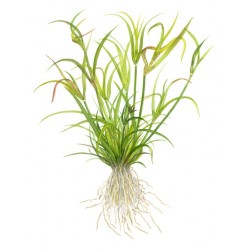 Juncus se repens en coupe - Tropica