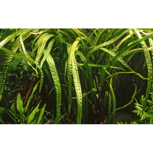 Cryptocoryne crispatula in vasetto - Tropica