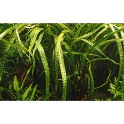 Cryptocoryne crispatule à Jar - Tropica