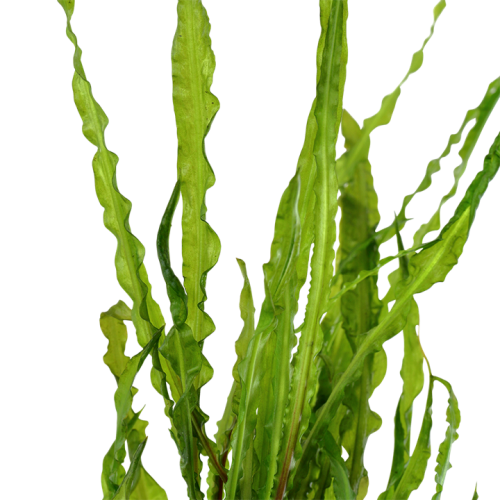Cryptocoryne crispatula in jar - Tropica