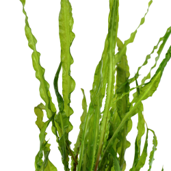 Cryptocoryne crispatula in jar - Tropica