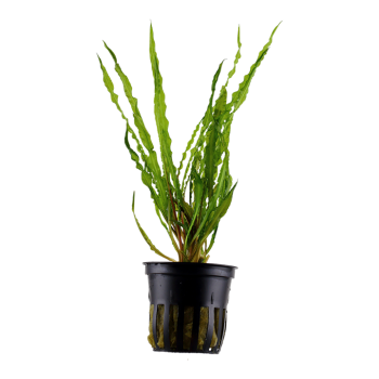 Cryptocoryne crispatula in jar - Tropica