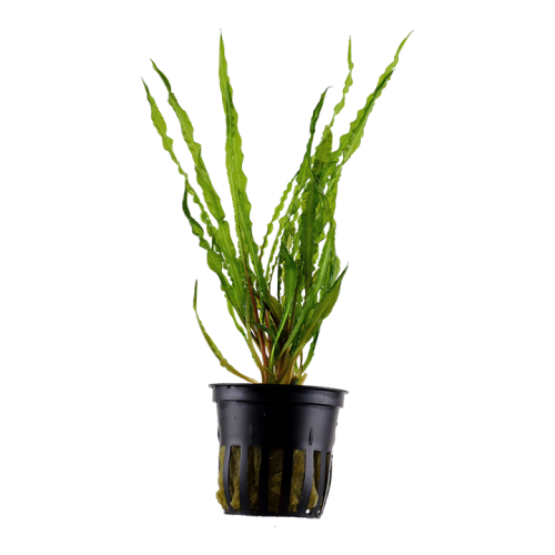 Cryptocoryne crispatula in jar - Tropica