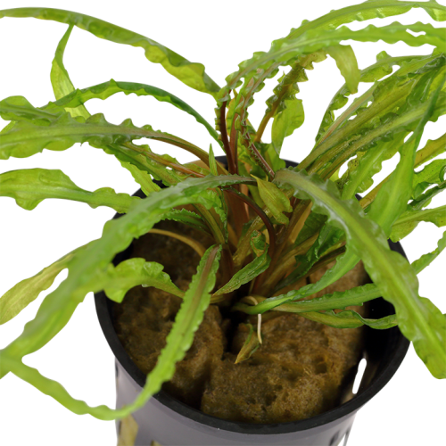 Cryptocoryne crispatula in jar - Tropica