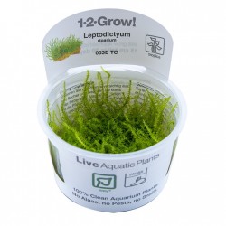 Leptodictyum ReaParium in Cup - Tropica