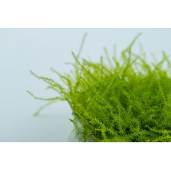 Leptodictyum ReaParium in Cup - Tropica
