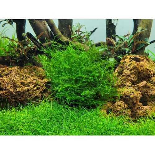 Leptodictyum ReaParium in Cup - Tropica