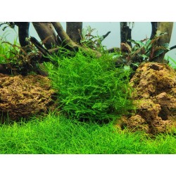 Leptodictyum ReaParium in Cup - Tropica