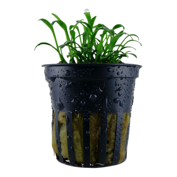 Cryptocoryne Parva à Jar - Tropica