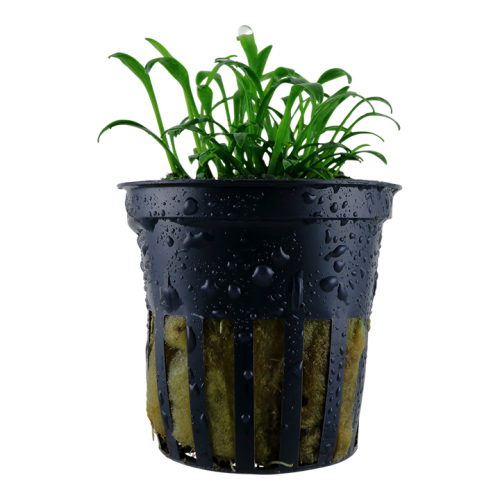 Cryptocoryne Parva à Jar - Tropica