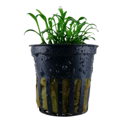 Cryptocoryne parva in vasetto - Tropica