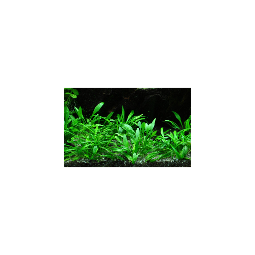 Cryptocoryne Parva à Jar - Tropica