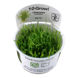 Lilaeopsis brasiliensis in cup - Tropica