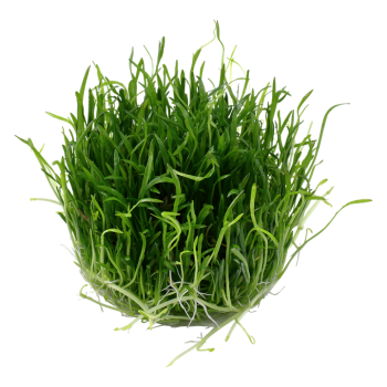 Lilaeopsis Brasiliensis en coupe - Tropica 2