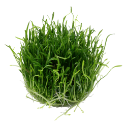 Lilaeopsis Brasiliensis en coupe - Tropica