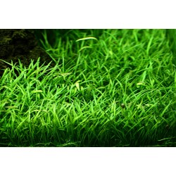 Lilaeopsis Brasiliensis en coupe - Tropica