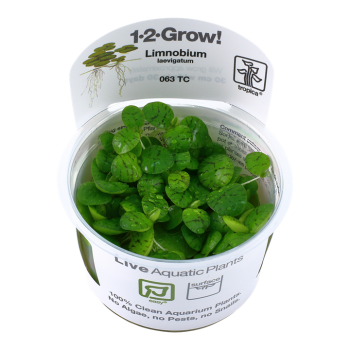 Limnobium laevigatum in cup - Tropica