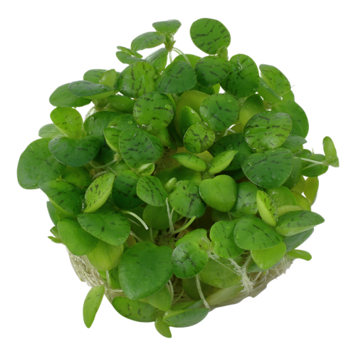 Limnobium laevigatum à la tasse - Tropica