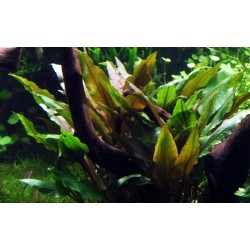 Cryptocoryne undulating 'Broad Leaf' in jar - Tropica