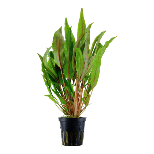 Cryptocoryne undulating 'Broad Leaf' in jar -...