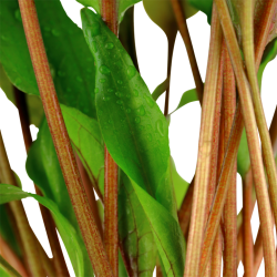 Cryptocoryne undulating 'Broad Leaf' in jar - Tropica