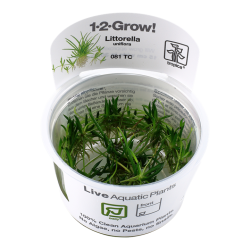 Licherella uniflora in cup - Tropica
