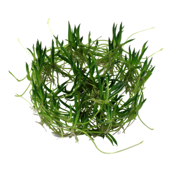 Littorella uniflora in cup - Tropica 2