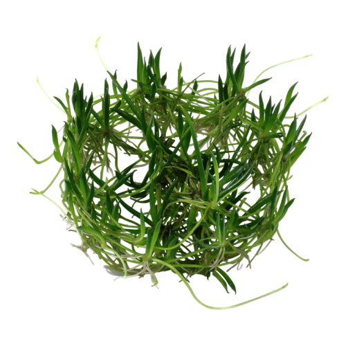 Licherella uniflora in cup - Tropica
