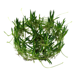 Licherella Uniflora en coupe - Tropica