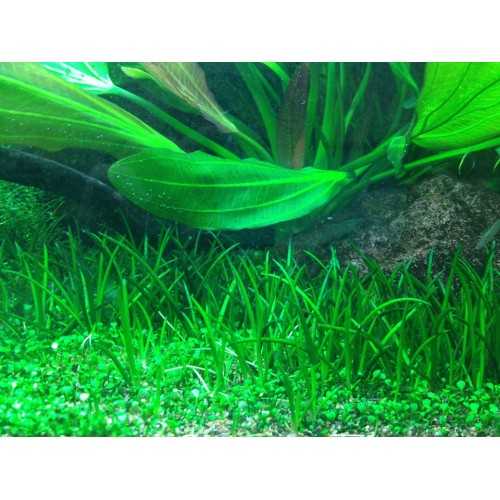Licherella uniflora in cup - Tropica