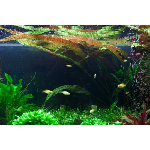 Cryptocoryne Usteriana in jar - Tropica