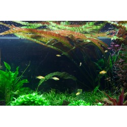 Cryptocoryne usteriana in vasetto - Tropica