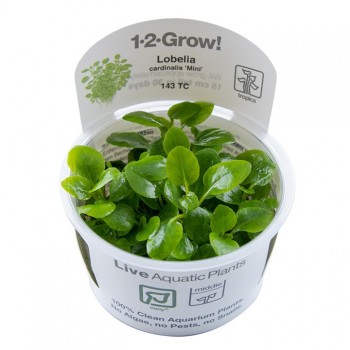Lobelia cardinalis Mini in cup - Tropica
