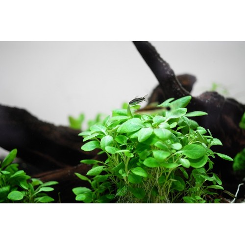 Lobelia cardinalis Mini in cup - Tropica