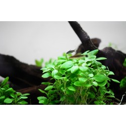 Lobelia cardinalis Mini in cup - Tropica