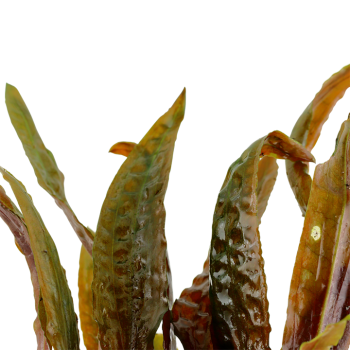 Cryptocoryne Usteriana à Jar - Tropica 2
