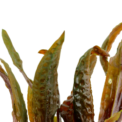 Cryptocoryne usteriana in vasetto - Tropica