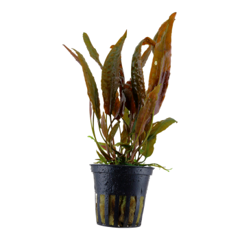 Cryptocoryne Usteriana in jar - Tropica