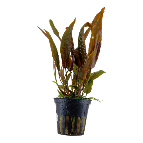 Cryptocoryne Usteriana in jar - Tropica