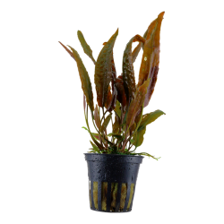 Cryptocoryne Usterian in Vasetto - Tropica