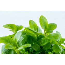 Lobelia Cardinalis Mini à Coupe - Tropica