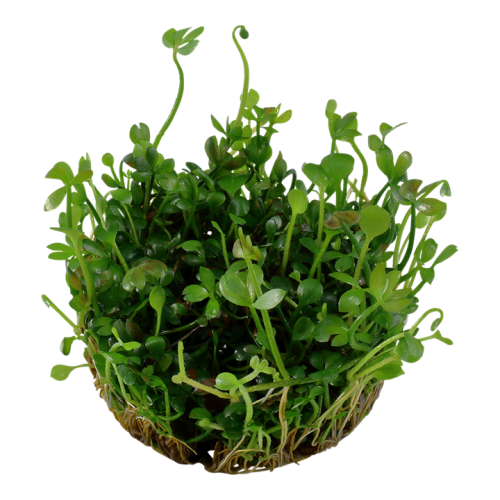 MASILEA HIRSUTA IN CUP - Tropica